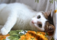 Мишель – нежность в каждом прикосновении - Изображение #4, Объявление #1281557