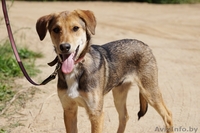 песик-подросток  Лордик ищет дом - Изображение #2, Объявление #1282592