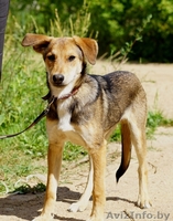 песик-подросток  Лордик ищет дом - Изображение #3, Объявление #1282592