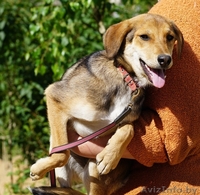 песик-подросток  Лордик ищет дом - Изображение #4, Объявление #1282592