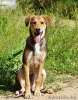 песик-подросток  Лордик ищет дом - Изображение #1, Объявление #1282592