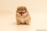 Щенки малого шпица - Изображение #1, Объявление #1273199