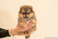 Щенки малого шпица - Изображение #2, Объявление #1273199