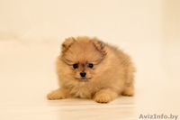 Щенки малого шпица - Изображение #4, Объявление #1273199