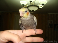  Ручные попугаи корелла - Изображение #3, Объявление #1274397