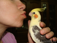  Ручные попугаи корелла - Изображение #2, Объявление #1274397