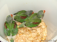 Ручной Александрийский попугай - Изображение #5, Объявление #1274422