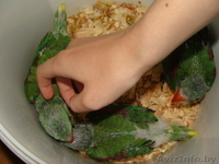 Ручной Александрийский попугай - Изображение #3, Объявление #1274422