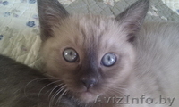 Котенок тонкинской породы - Изображение #1, Объявление #1279660