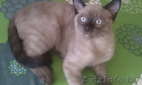Котенок тонкинской породы - Изображение #3, Объявление #1279660