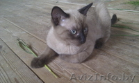 Котенок тонкинской породы - Изображение #4, Объявление #1279660