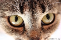 Девочка-кошка бесплатно в добрые руки! - Изображение #2, Объявление #1293604