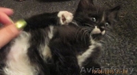 Кошечка в хорошие руки - Изображение #1, Объявление #1287824