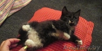 Кошечка в хорошие руки - Изображение #4, Объявление #1287824