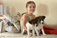 Гладкошерстные щенки Джек рассел терьера - Изображение #1, Объявление #1293054