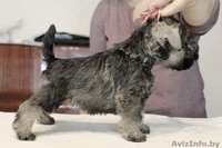 Подрощенные щенки цвергшнауцера - Изображение #3, Объявление #1293449