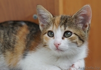 котенок девочка в дар - Изображение #3, Объявление #1287501