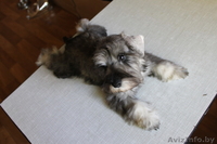 Подрощенные щенки цвергшнауцера - Изображение #2, Объявление #1293449