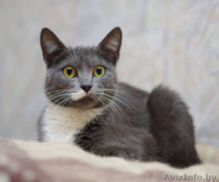 Грациозная кошечка в да - Изображение #1, Объявление #1294541