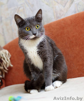 Грациозная кошечка в да - Изображение #2, Объявление #1294541