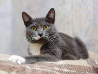 Грациозная кошечка в да - Изображение #5, Объявление #1294541