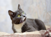 Грациозная кошечка в да - Изображение #3, Объявление #1294541