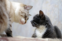 Грациозная кошечка в да - Изображение #4, Объявление #1294541