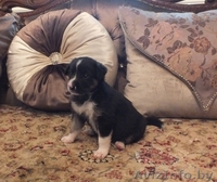 Милая девочка в дар! - Изображение #3, Объявление #1293028