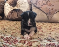 Милая девочка в дар! - Изображение #2, Объявление #1293028