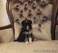 Милая девочка в дар! - Изображение #1, Объявление #1293028