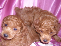 Щенки карликового пуделя - Изображение #2, Объявление #1284305