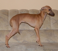 Вязка собак кобель левретки(итальянской борзой) - Изображение #3, Объявление #1295047