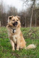 Очень красивый пес Филя ищет нового хозяина!  - Изображение #2, Объявление #1293088