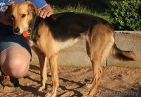 Юная собачка в дар - Изображение #1, Объявление #1290826