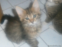 Котята рыжики-полосатики в дар - Изображение #2, Объявление #1288068