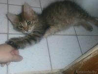 Котята рыжики-полосатики в дар - Изображение #3, Объявление #1288068