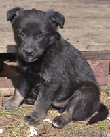 Очаровательная щенуля  ищет дом! - Изображение #2, Объявление #1270711