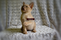 Чистопородные котята Бурма - Изображение #4, Объявление #1296652