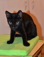 Срочно отдам в добрые руки потрясающего котенка.  - Изображение #2, Объявление #1301640