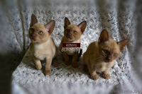 Чистопородные котята Бурма - Изображение #1, Объявление #1296652