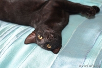 Срочно отдам в добрые руки потрясающего котенка.  - Изображение #3, Объявление #1301640