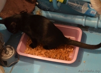 Срочно отдам в добрые руки потрясающего котенка.  - Изображение #5, Объявление #1301640