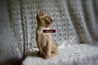 Чистопородные котята Бурма - Изображение #2, Объявление #1296652