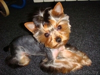 Стрижка собак и котов на дому. - Изображение #2, Объявление #1299344