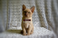 Чистопородные котята Бурма - Изображение #3, Объявление #1296652