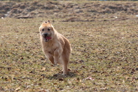 Рыжее счастье в подарок!  - Изображение #2, Объявление #1307606