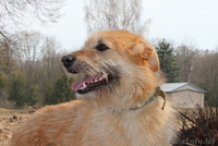 Рыжее счастье в подарок!  - Изображение #3, Объявление #1307606