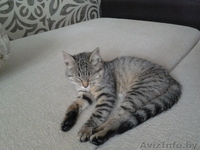 Кошечка ищет хозяев! - Изображение #1, Объявление #1297027