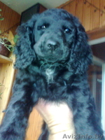 Русский охотничий спаниель щенок - Изображение #1, Объявление #1301485