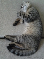 Кошечка ищет хозяев! - Изображение #2, Объявление #1297027